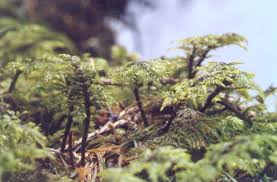 Attēlu rezultāti vaicājumam “Hylocomium splendens”