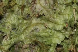 Attēlu rezultāti vaicājumam “Chiloscyphus pallescens”