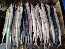 Attēlu rezultāti vaicājumam “Belone belone”