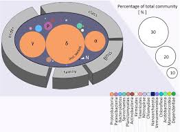 Image result for Vazella pourtalesii