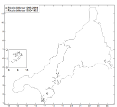Attēlu rezultāti vaicājumam “Riccia bifurca”