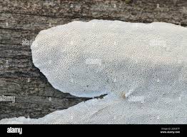 Attēlu rezultāti vaicājumam “Antrodia”