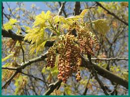 Attēlu rezultāti vaicājumam “Quercus rubra fruit”