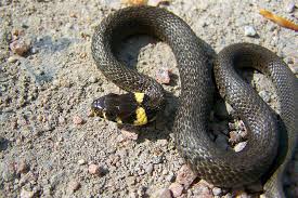 Image result for Ringelnatter