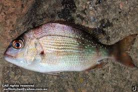 Image result for Pagrus auratus