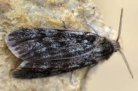 Attēlu rezultāti vaicājumam “Coscinia cribraria imago”