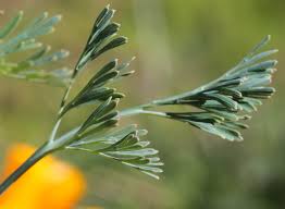 Attēlu rezultāti vaicājumam “Eschscholzia californica leaf”