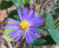 Attēlu rezultāti vaicājumam “Symphytocarpus sp.”