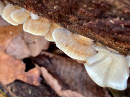 Attēlu rezultāti vaicājumam “Elmerina caryae”