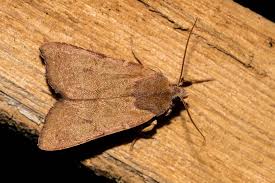 Attēlu rezultāti vaicājumam “Agrochola helvola”