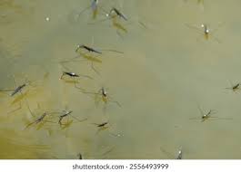 Attēlu rezultāti vaicājumam “Gerridae imago”