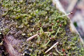 Attēlu rezultāti vaicājumam “Ptilidium pulcherrimum”