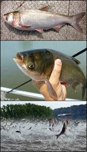 Image result for Hypophthalmichthys molitrix