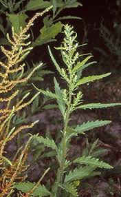 Image result for Chenopodium ambrosioides