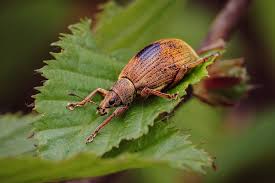 Attēlu rezultāti vaicājumam “Polydrusus mollis”