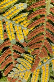 Attēlu rezultāti vaicājumam “Polypodium vulgare”