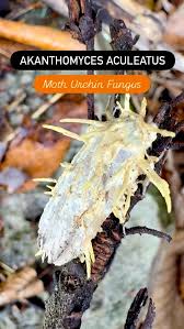 Attēlu rezultāti vaicājumam “Akanthomyces aculeatus”