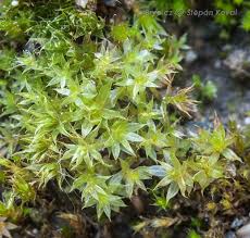 Attēlu rezultāti vaicājumam “Bryum rubens”