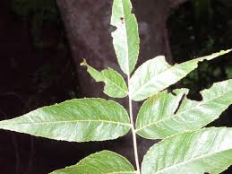 Attēlu rezultāti vaicājumam “Juglans x sinensis leaf”