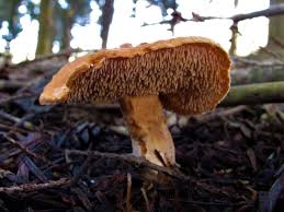 Attēlu rezultāti vaicājumam “Hydnum rufescens”