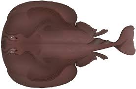 Image result for Tetronarce nobiliana