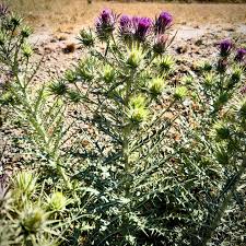 Image result for Ptilostemon afer
