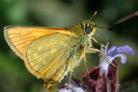 Attēlu rezultāti vaicājumam “Ochlodes sylvanus male”