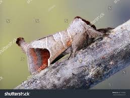 Attēlu rezultāti vaicājumam “Clostera curtula”