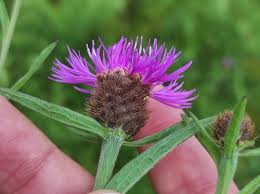 Image result for Centaurea nigra