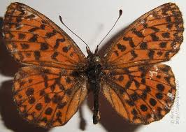 Attēlu rezultāti vaicājumam “Boloria dia upperside”