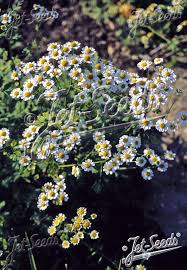 Image result for Tanacetum parthenium