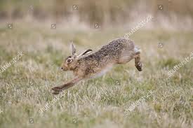 Attēlu rezultāti vaicājumam “Lepus europaeus adult”