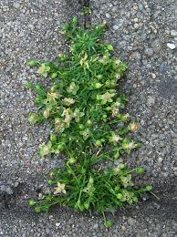 Attēlu rezultāti vaicājumam “Sagina procumbens”