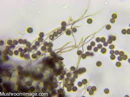 Attēlu rezultāti vaicājumam “Lamproderma nigrescens”