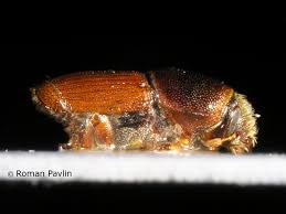 Attēlu rezultāti vaicājumam “Scolytus scolytus, Scolytus multistriatus”