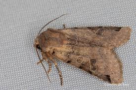 Attēlu rezultāti vaicājumam “Agrochola litura”