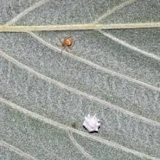Attēlu rezultāti vaicājumam “Paidiscura pallens”