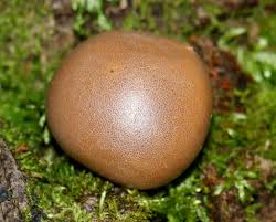 Attēlu rezultāti vaicājumam “Lycogala cf. fossiculatum macro”