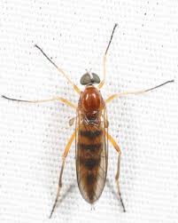 Attēlu rezultāti vaicājumam “Xylophagidae”