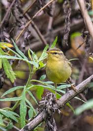Attēlu rezultāti vaicājumam “Phylloscopus trochiloides”