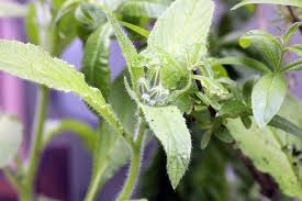 Attēlu rezultāti vaicājumam “Borago officinalis bud”