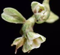 Attēlu rezultāti vaicājumam “Fallopia convolvulus leaf”