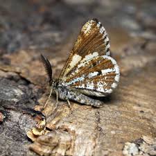 Attēlu rezultāti vaicājumam “Bupalus piniaria male”