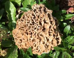 Attēlu rezultāti vaicājumam “Morchella esculenta”