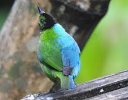 「綠羽毛」的圖片搜尋結果