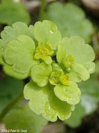 Attēlu rezultāti vaicājumam “Chrysosplenium alternifolium flower”