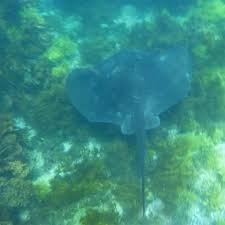 Image result for Bathytoshia brevicaudata