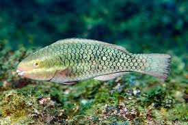 Image result for Scarus rubroviolaceus