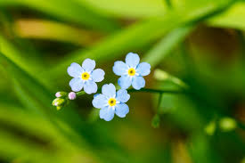 Image result for Vergissmeinnicht