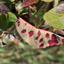 Attēlu rezultāti vaicājumam “Mycosphaerella ulmi”